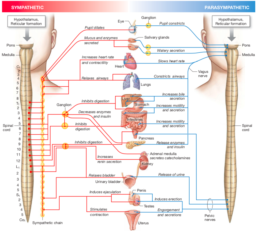 sympathetic-dominance-shen-centre-for-health-and-wellness